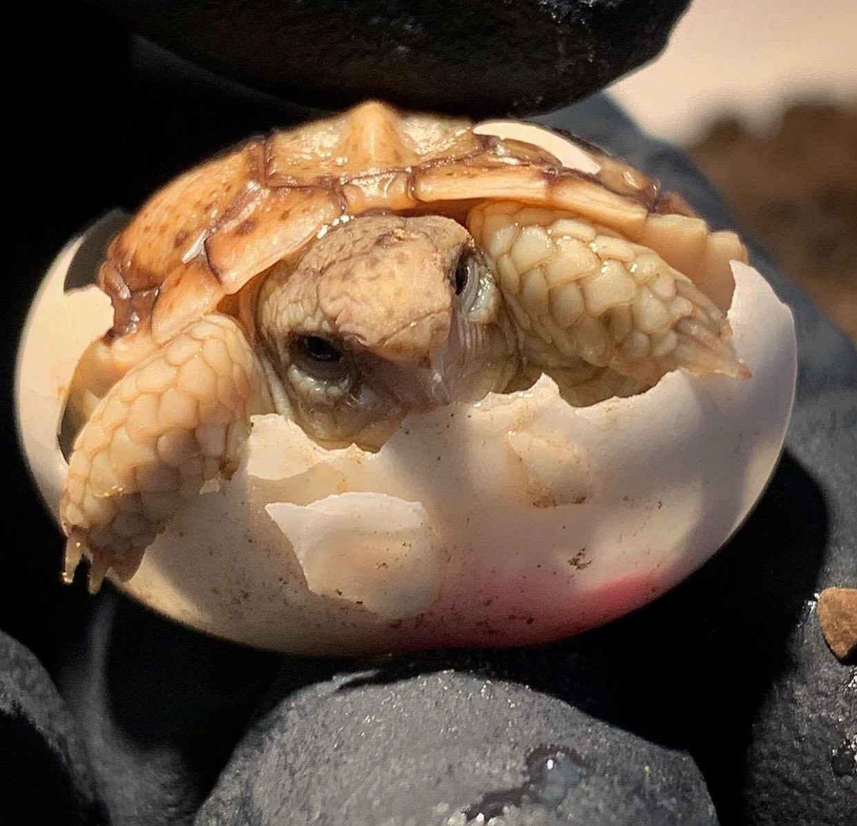 Parrot-Beaked Tortoise Hatchling: Fresh And Precious - Turtle ...