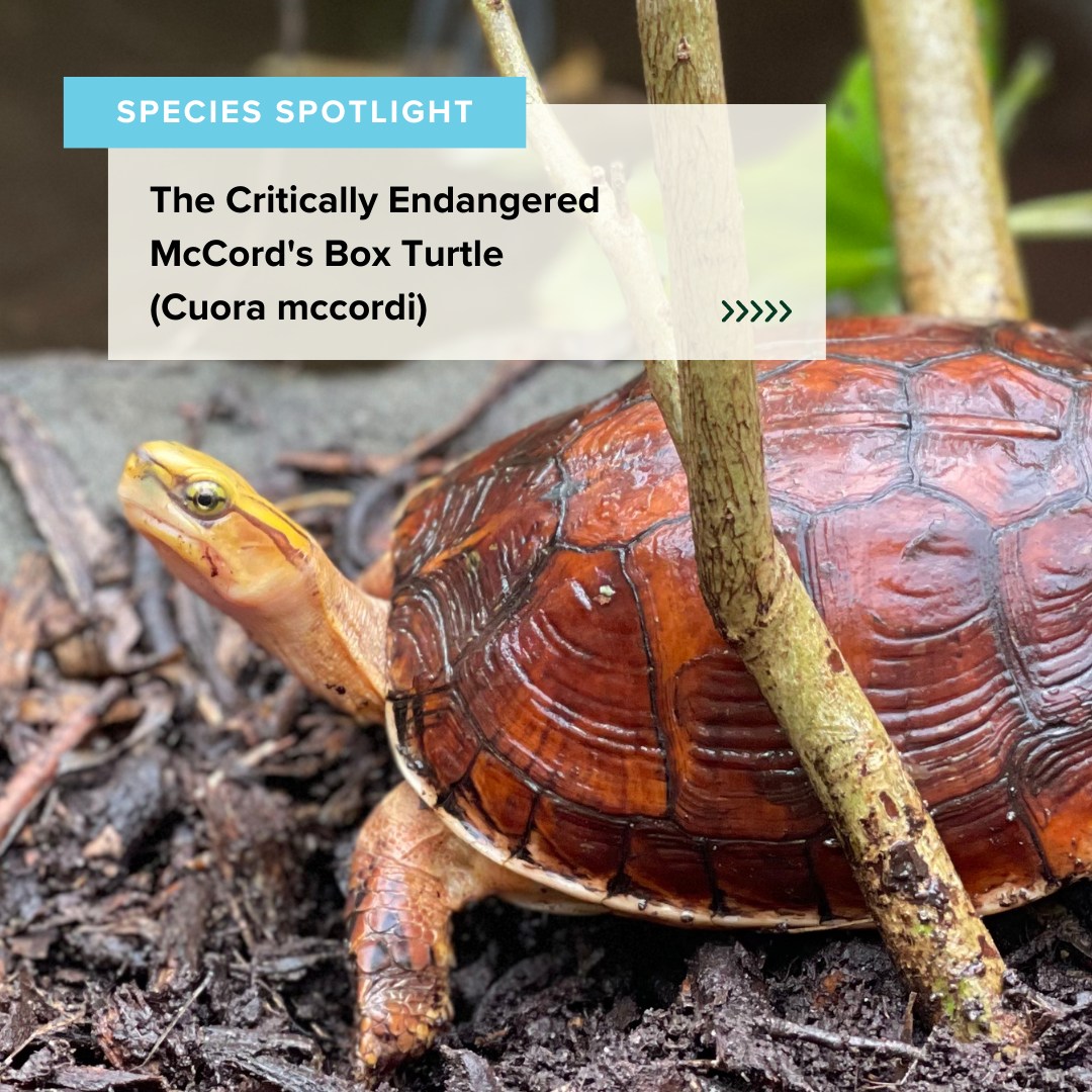 Spotlight: McCord's Box Turtle! - Turtle Survival Center Zoo Guide