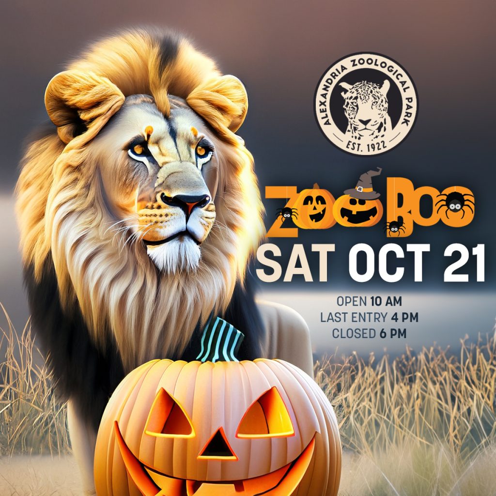 Lions' Night Vision Exceptionally Adapted For Low Light Zoos USA