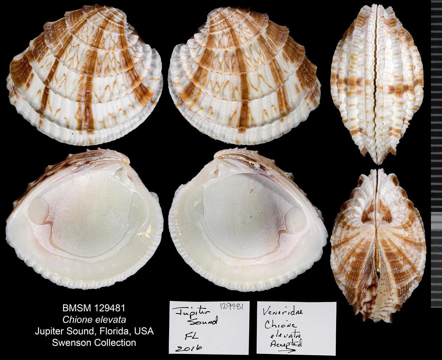 The Cross-Barred Venus: Chione Elevata From Jupiter Sound - Bailey ...