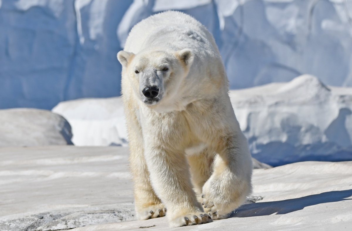 Suka's Cozy Retreat: A Glimpse Into Polar Bear Denning - Detroit Zoo ...