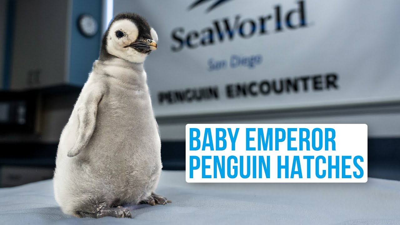 Baby Emperor Penguin Hatches at SeaWorld San Diego Zoo Guide