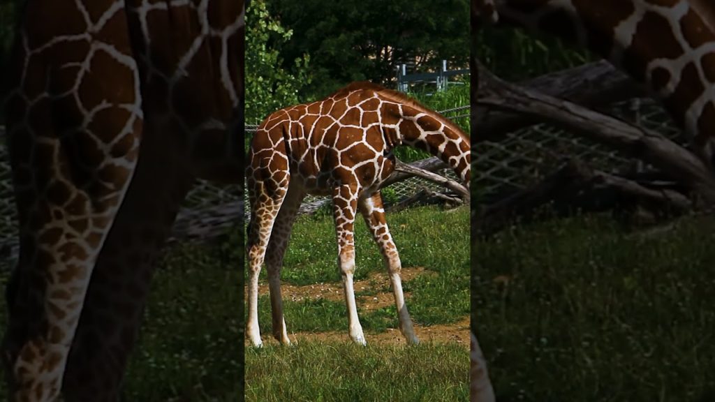 Giraffe & Addax Yard At Blank Park Zoo Zoos USA Iowa Blank Park