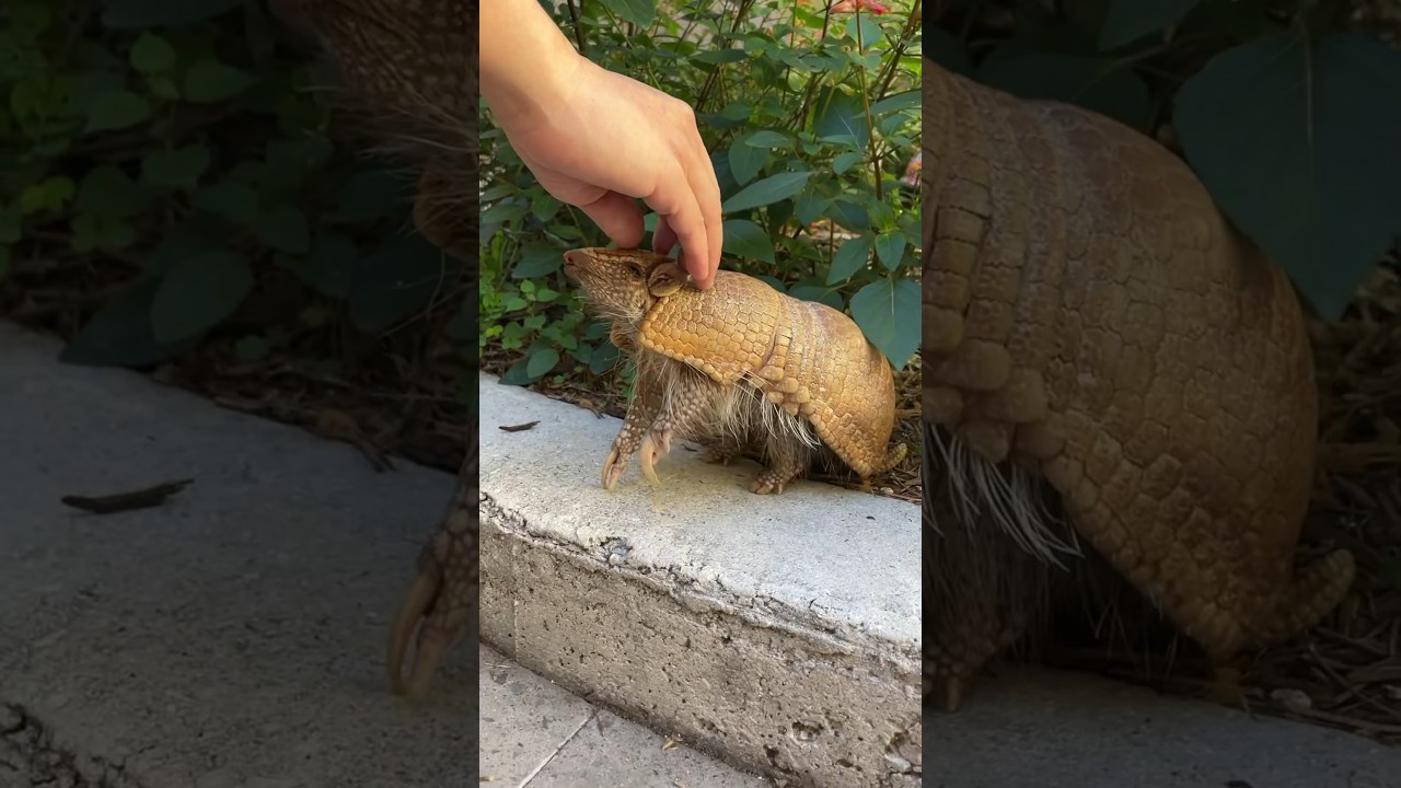 Armadillo Escapades With Wilson! - Zoos - USA - Texas - San Antonio Zoo ...