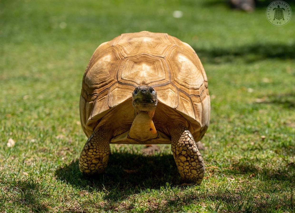 Critically Endangered Ploughshare Tortoise - Zoo Guide