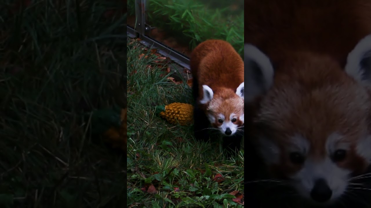 Red Panda At Blank Park Zoo - Zoos - USA - Iowa - Blank Park Zoo (Des