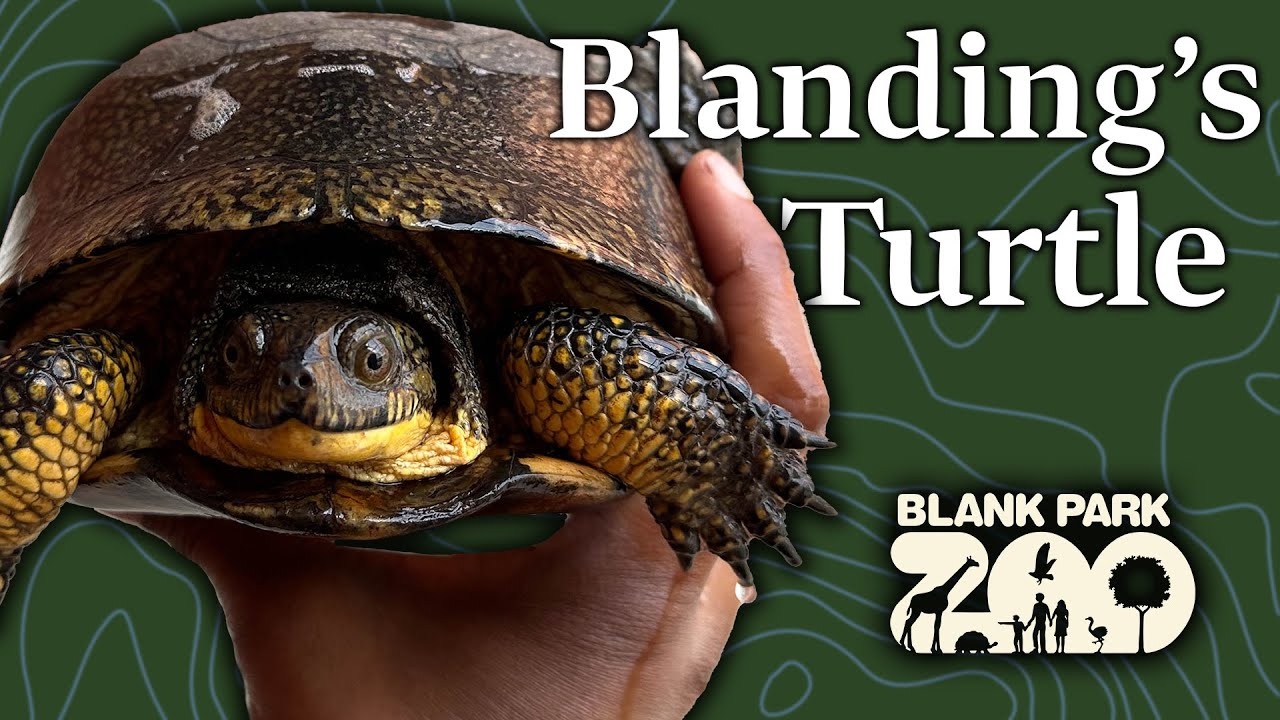 Blanding's Turtle Preview | Giving Tuesday - Zoo Guide