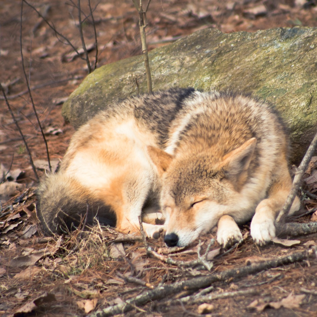 Coyote Beatrice Passed Away at Age... - Zoo Guide