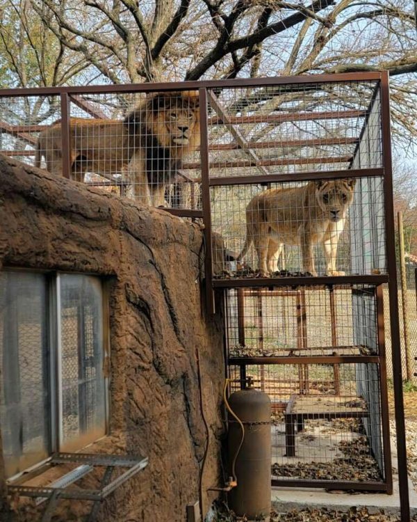 Ade & Shetani's New Area To Explore Zoos USA Missouri Dickerson Park Zoo (Springfield