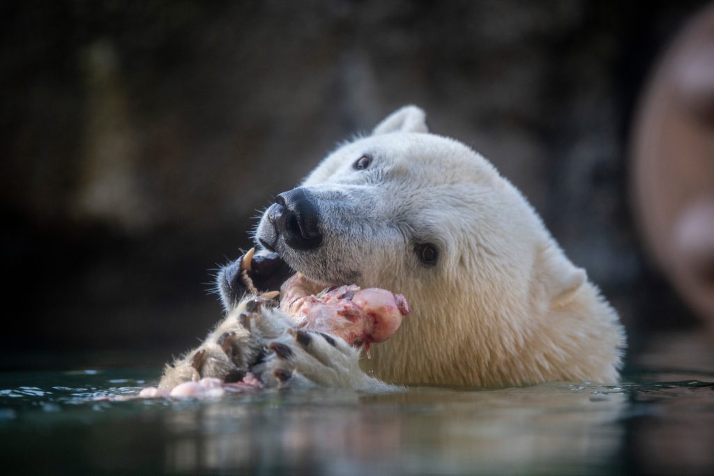 Happy 3rd Birthday Astra Laerke Point Defiance Zoo Aquarium Zoo happy-3rd-birthday-astra-laerke-point-defiance-zoo-aquarium-zoo