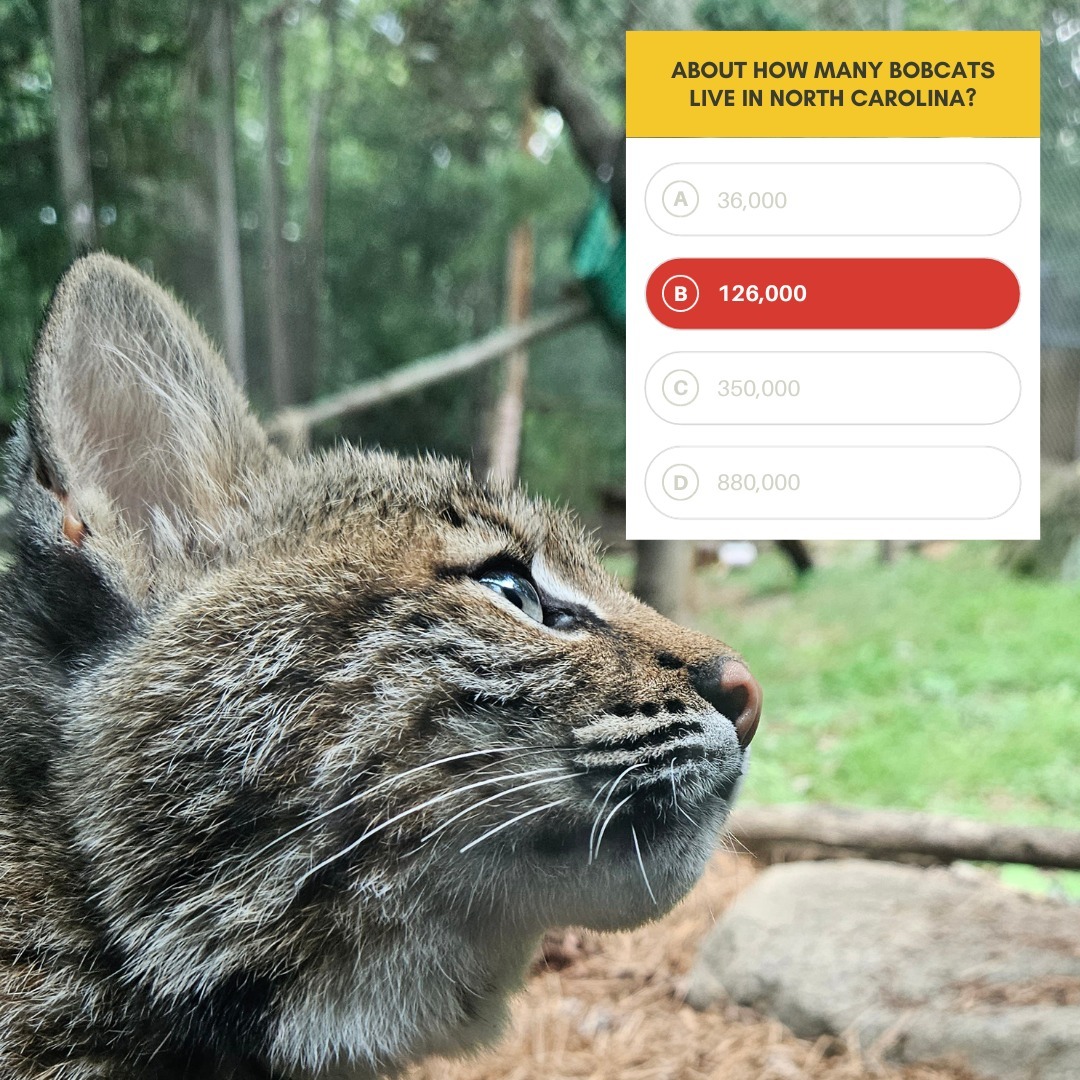 How Many Bobcats Call North Carolina Home? - Zoo Guide