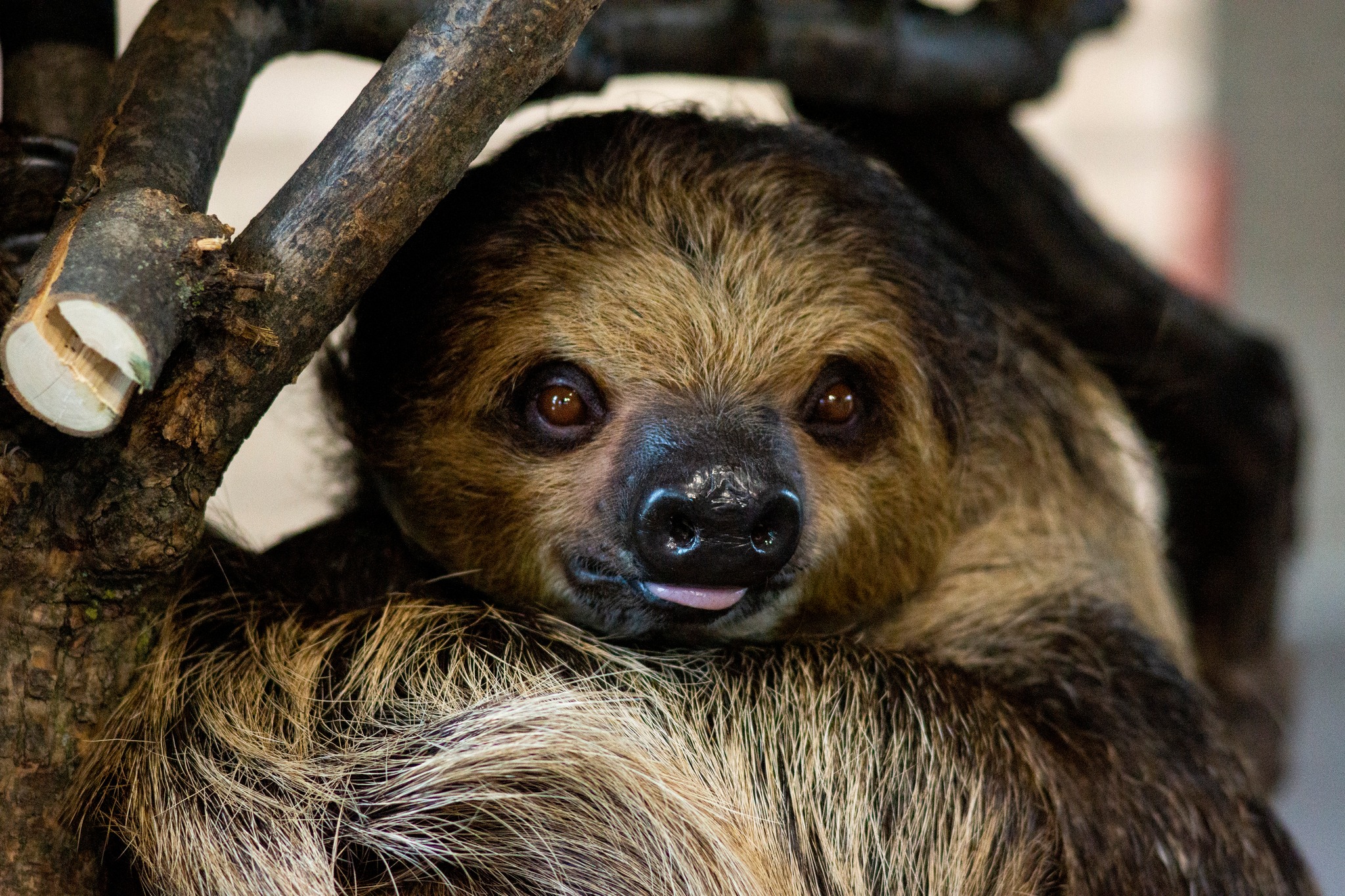 Meet Our Two-Toed Sloths - Potawatomi Zoo Zoo Guide