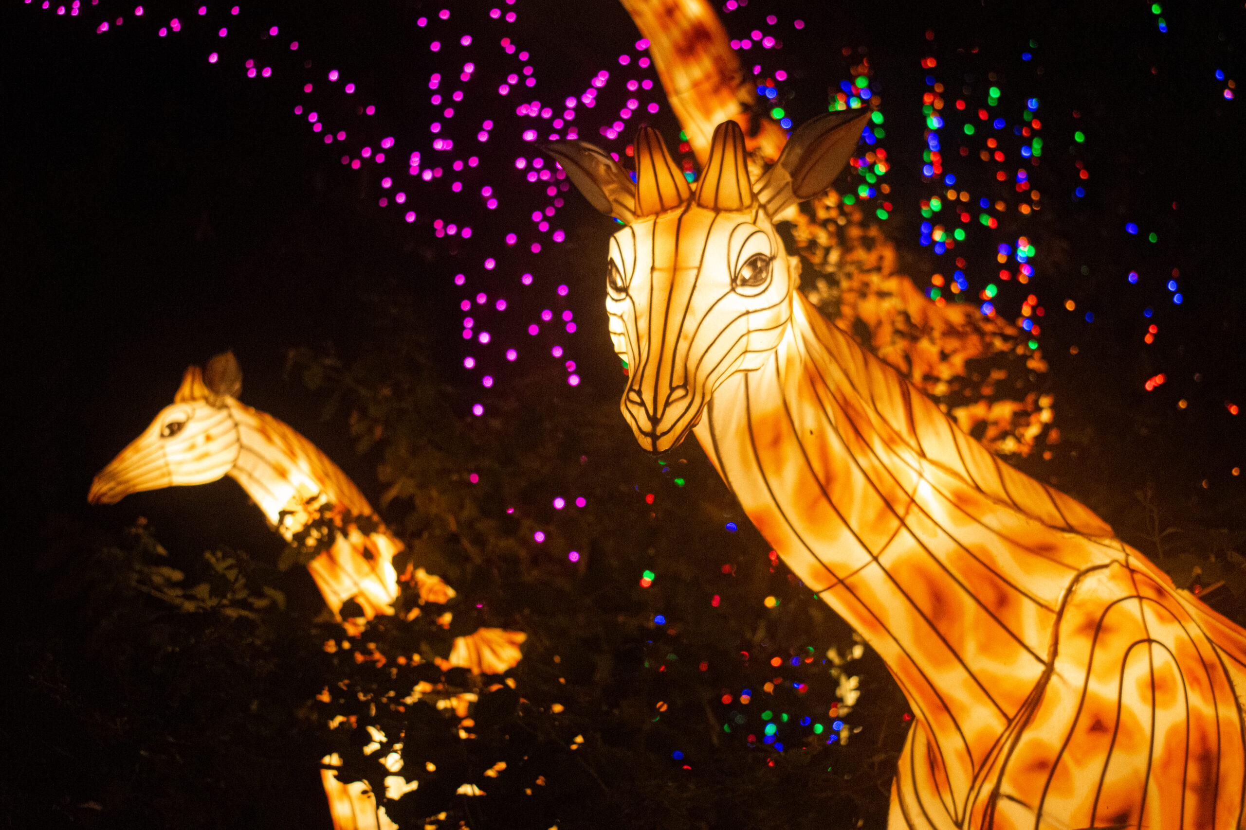 Plan Your TXU Zoo Lights Trip Zoos USA Texas Houston Zoo Zoo Guide