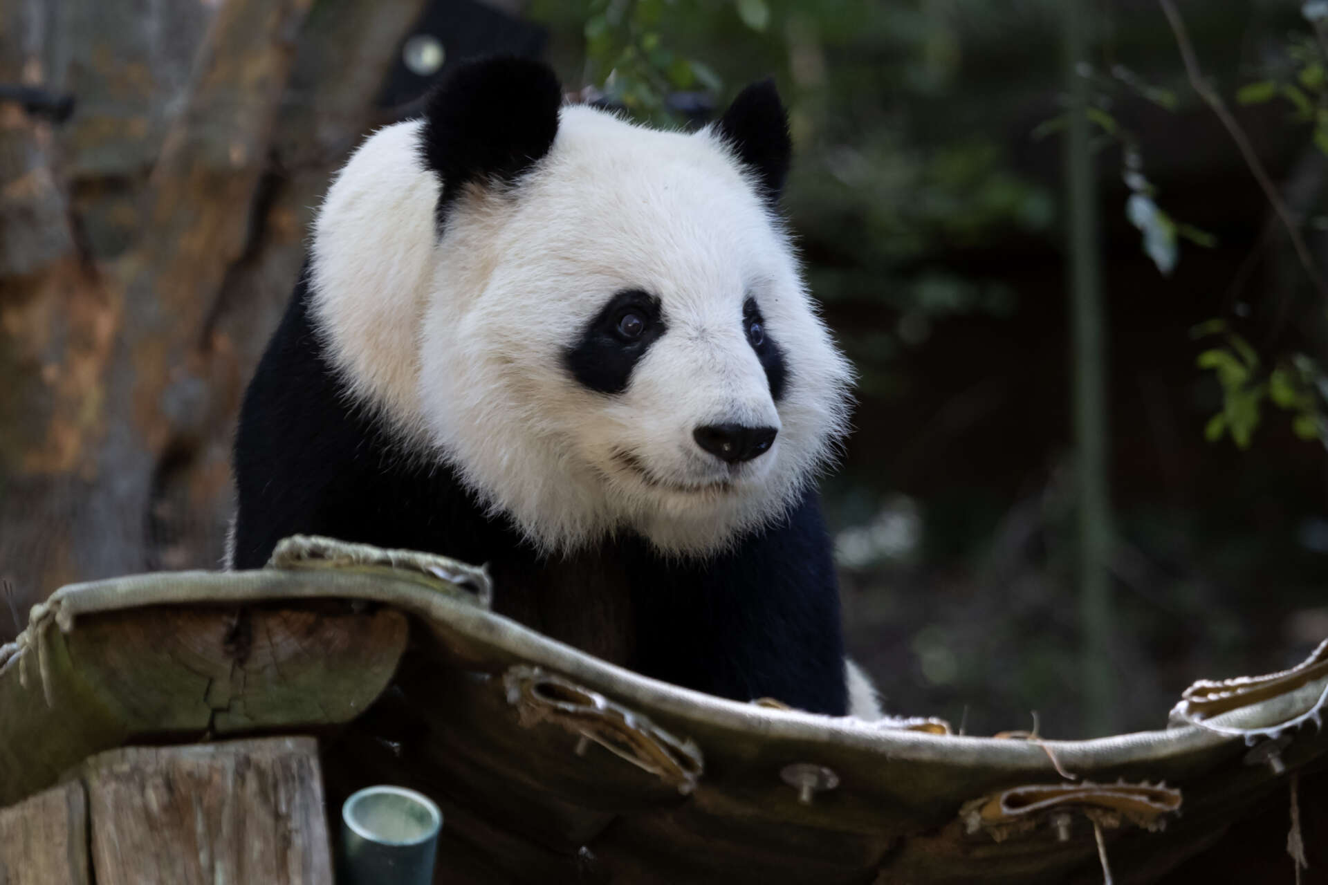 Statement on Zoo Atlanta Giant Panda Program Zoo Guide