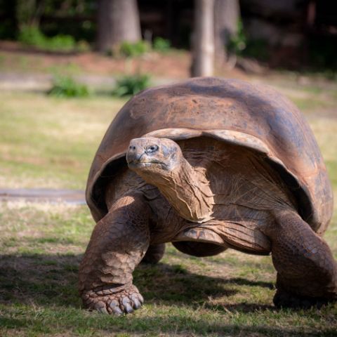 Embrace Green Holidays - Zoos - USA - Oklahoma - Oklahoma City Zoo Zoo ...