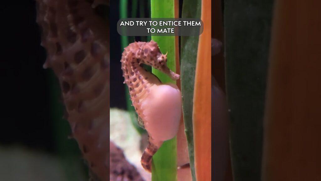 Pot-Bellied Seahorse: The Poochy Fish - Tennessee Aquarium Zoo Guide