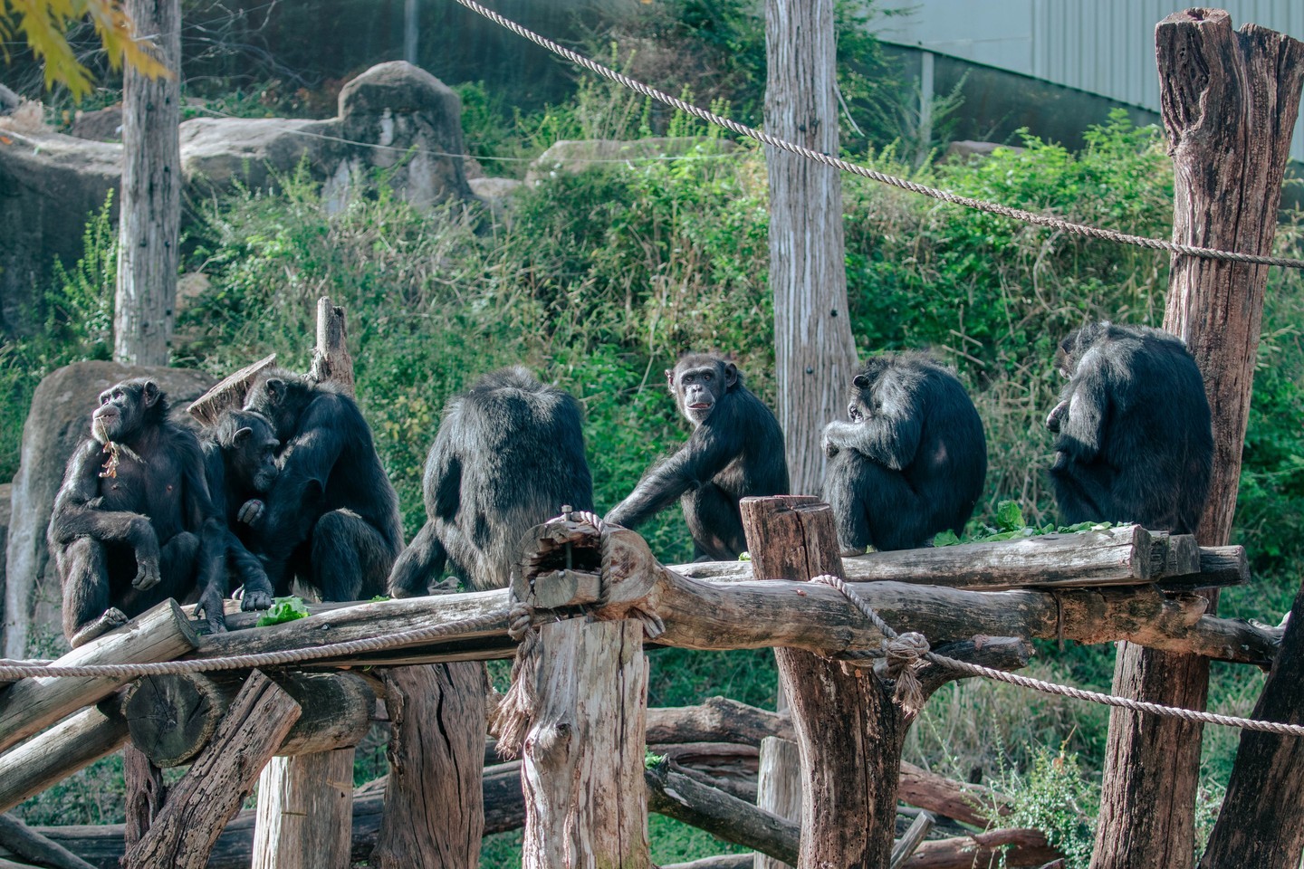 Exciting Update Amelia And Maria The Chimps Zoos Usa California