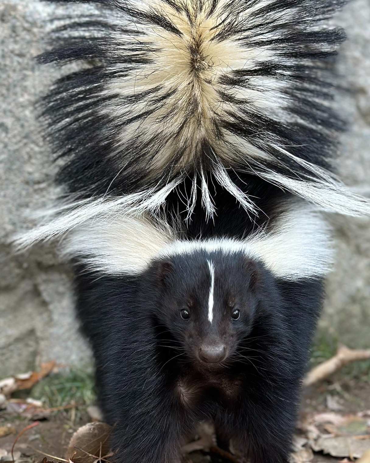 Skunk Sighting Scarcity Explained - Zoo Guide