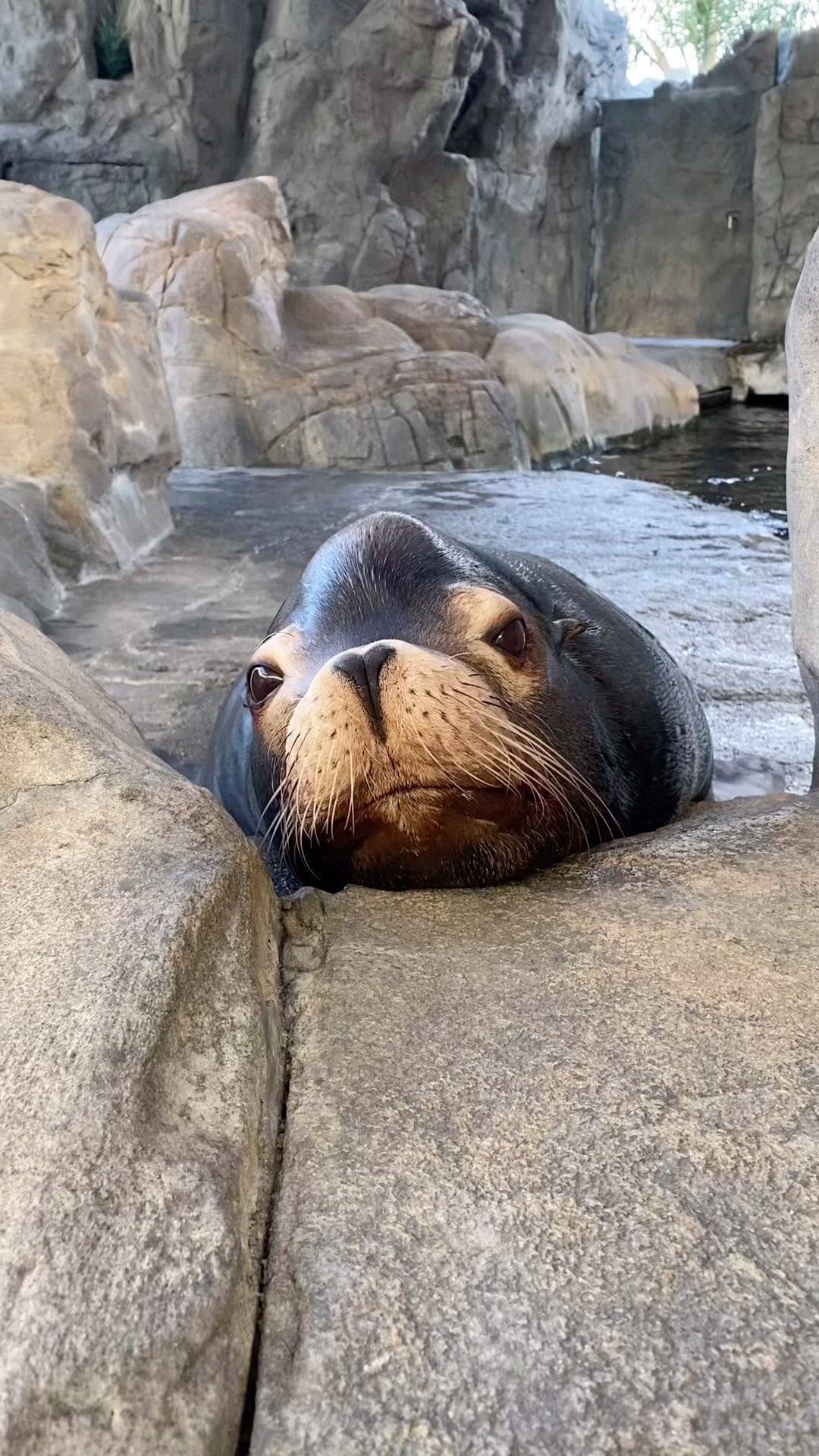 Parker & Cain: Mammalogist Sam's Video - Aquarium Of The Pacific Zoo Guide