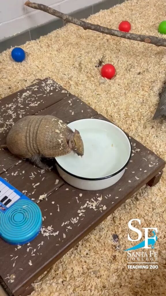 Three-Banded Armadillos' Diet Of Termites - Santa Fe College Teaching ...