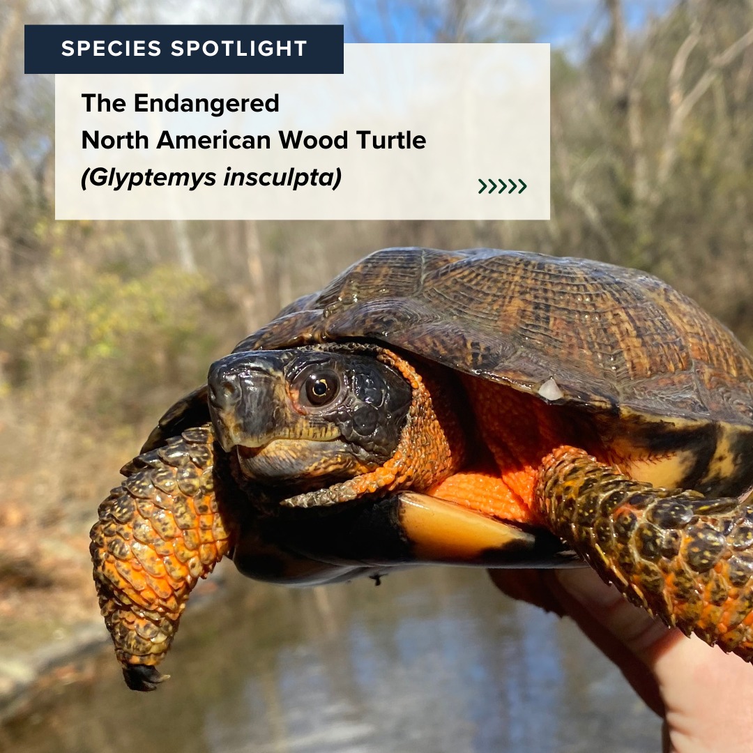 North American Wood Turtle Facts - Turtle Survival Center Zoo Guide