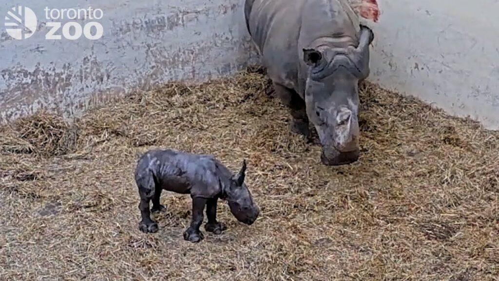 Toronto Zoo Welcomes White Rhino Calf - Toronto Zoo Zoo Guide