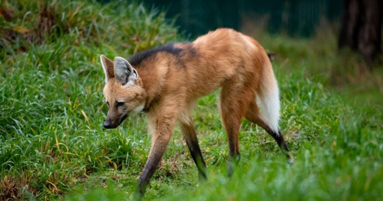 Two Maned Wolves Meet Maned Wolves, Urso & Rosario! - Zoos - USA - Washington - Woodland ...