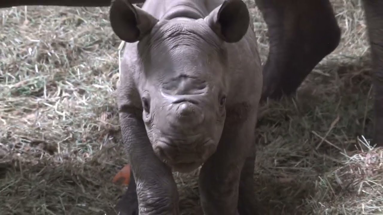 Endangered Rhino Calf Achieves Milestone - Zoo Guide