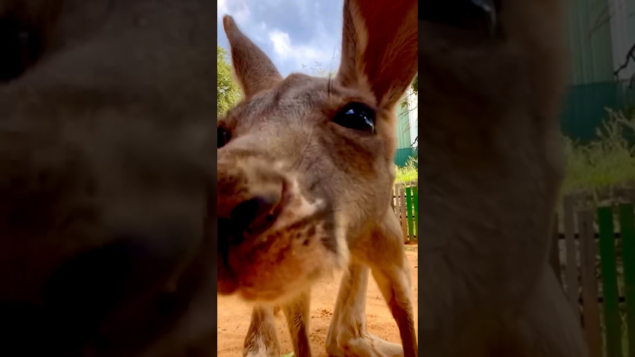 Adorable Baby Kangaroo Clips! – Zoo Guide