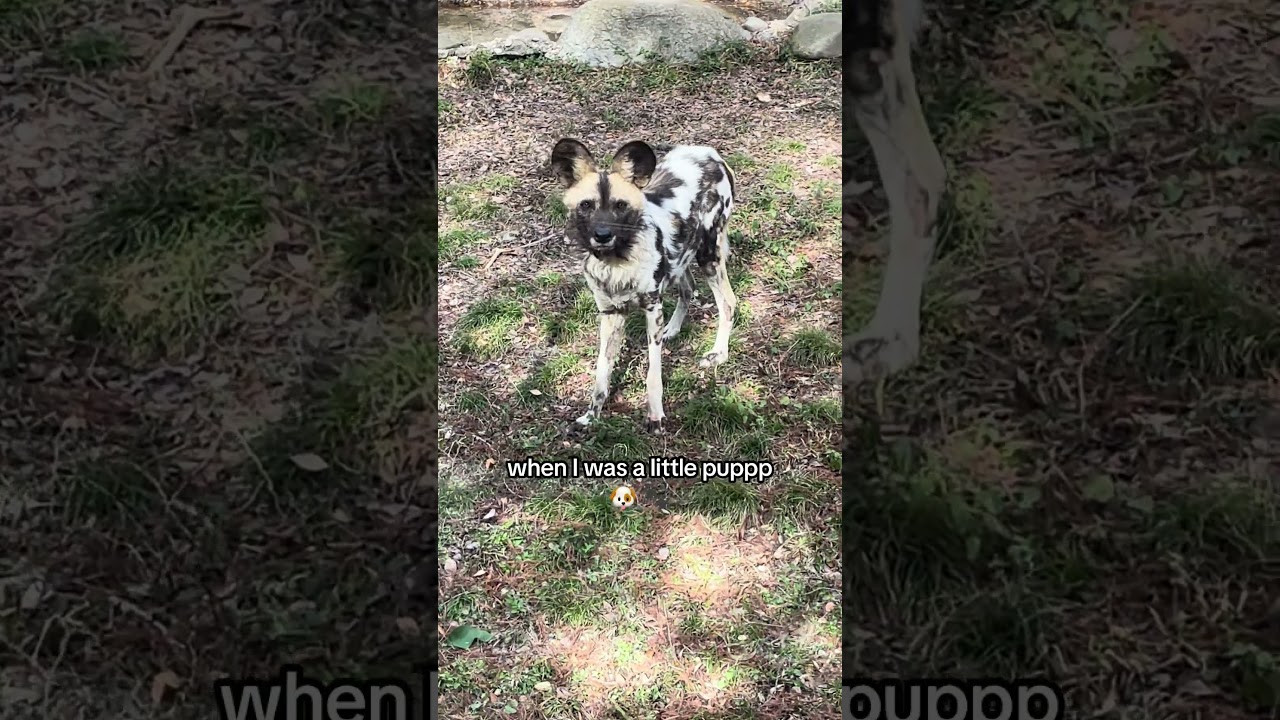 Adorable Puppy Macite Zoo Guide