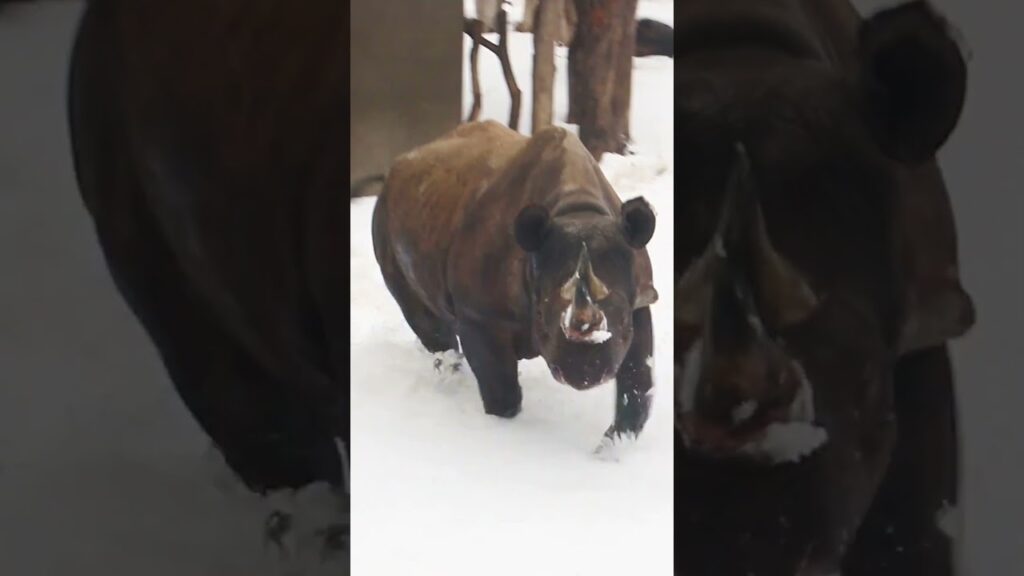 Rhino's Snow Crash Dash! Animals Rhino Shorts Zoos USA Iowa