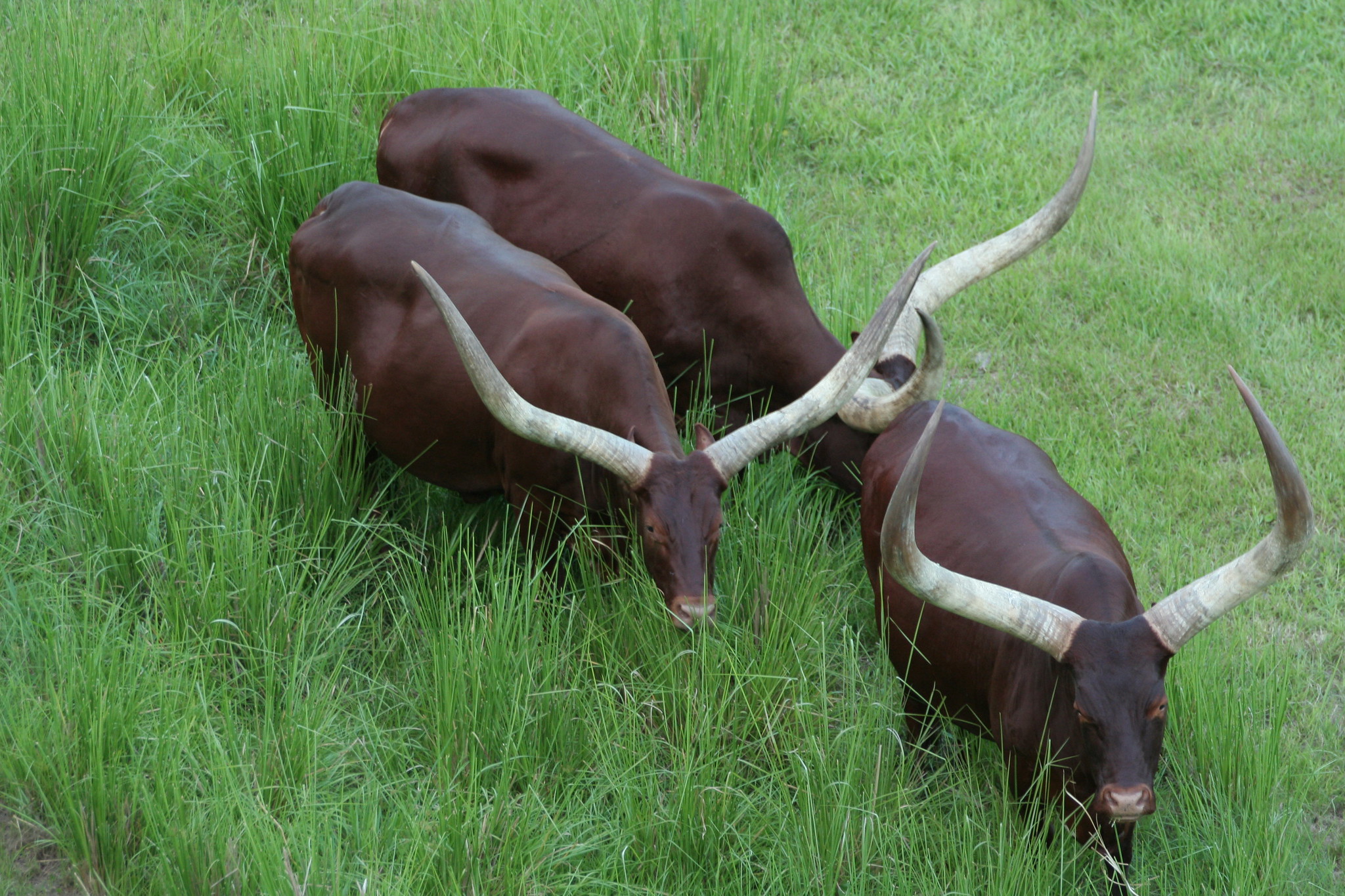 Definitive Guide To Ankole Cattle Facts, Habitat, Conservation Status 