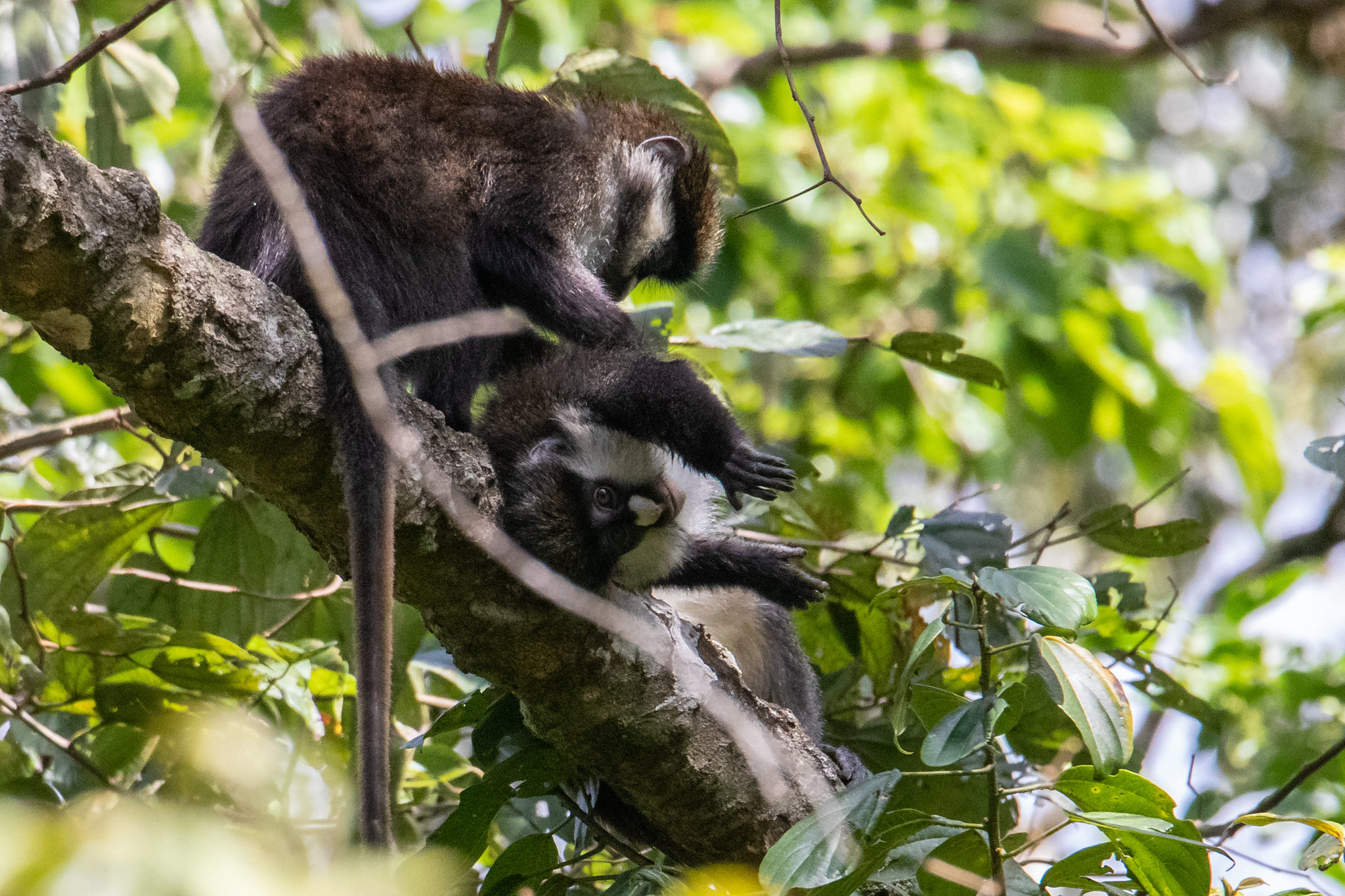 Definitive Guide To Schmidt s Red tailed Monkey Facts Habitat Definitive Guide To Schmidt s Red tailed Monkey Facts Habitat