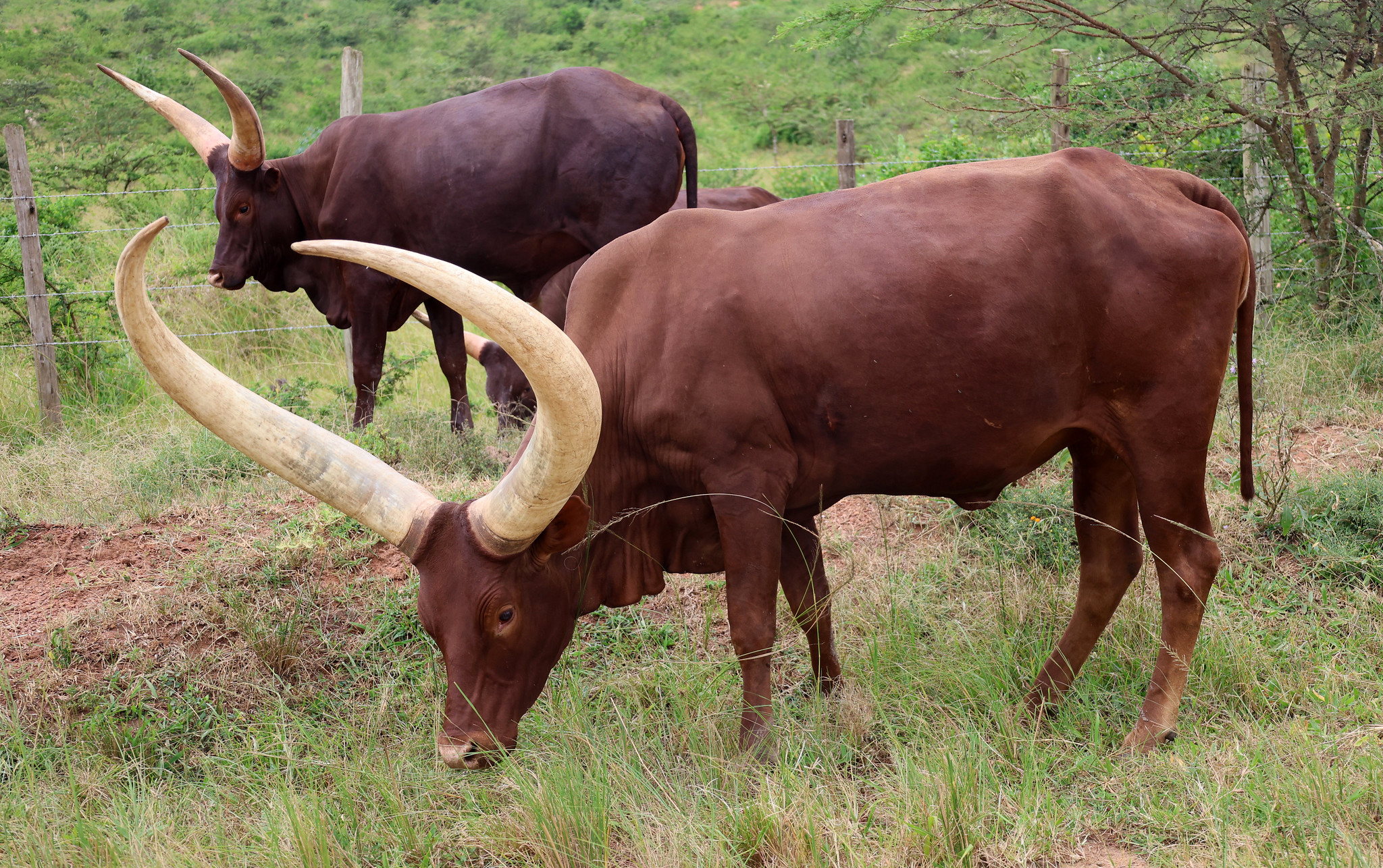 Definitive Guide To Ankole Cattle Facts, Habitat, Conservation Status ...