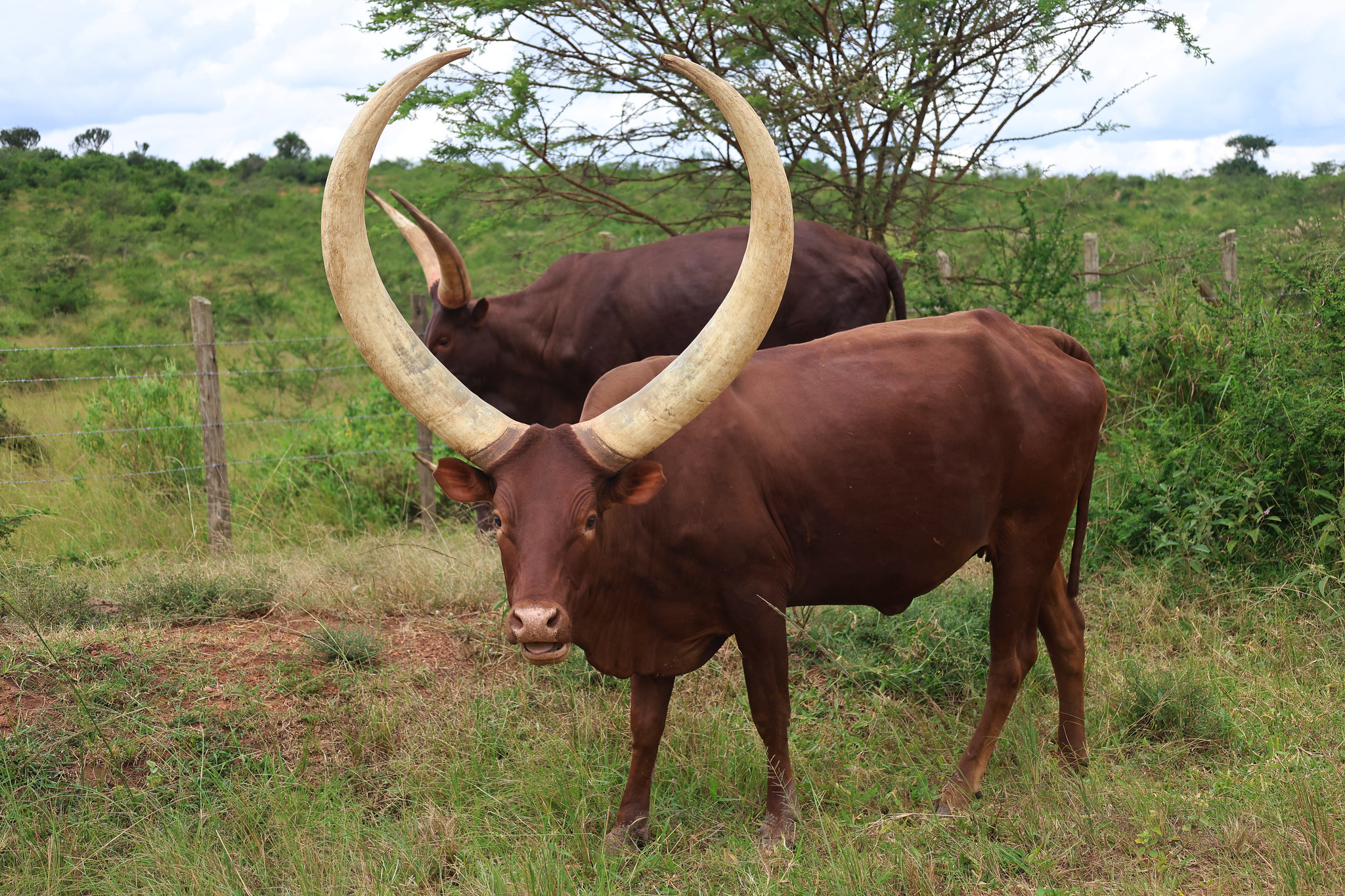 Definitive Guide To Ankole Cattle Facts Habitat Conservation Status 