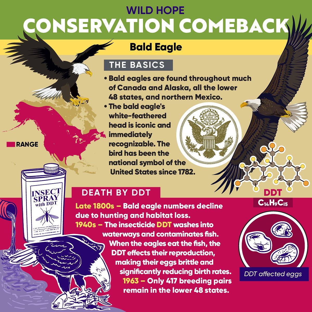 Bald Eagle: A Revived Symbol Of The U.S. - Zoo / Animal Special Days ...