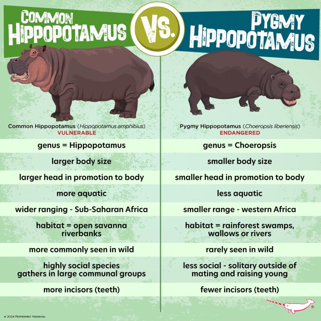 Celebrating National Hippo Day With A Versus Series! - Zoo / Animal ...