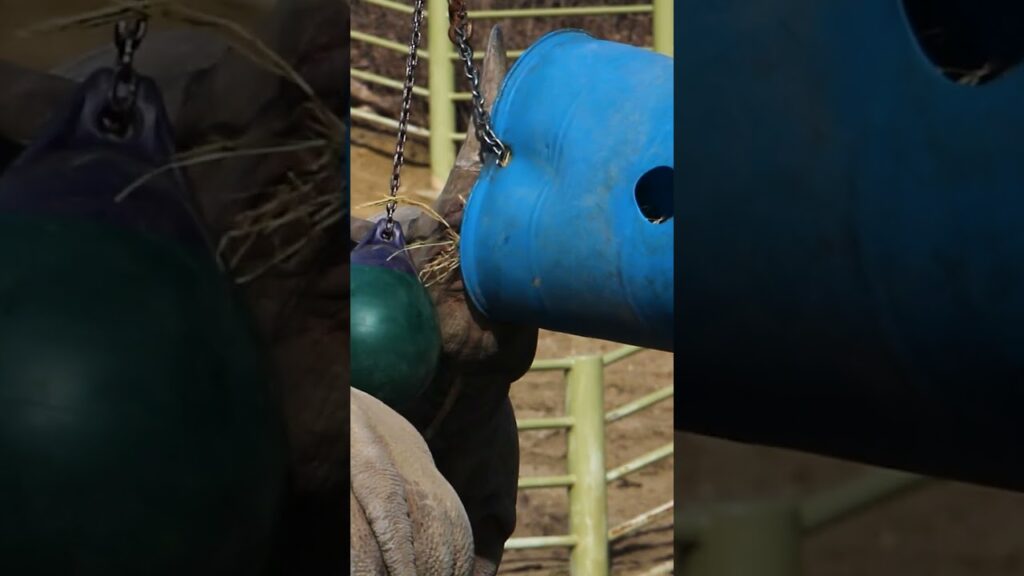 Rhino Brunch At Blank Park Zoo - Zoos - USA - Iowa - Blank Park Zoo ...