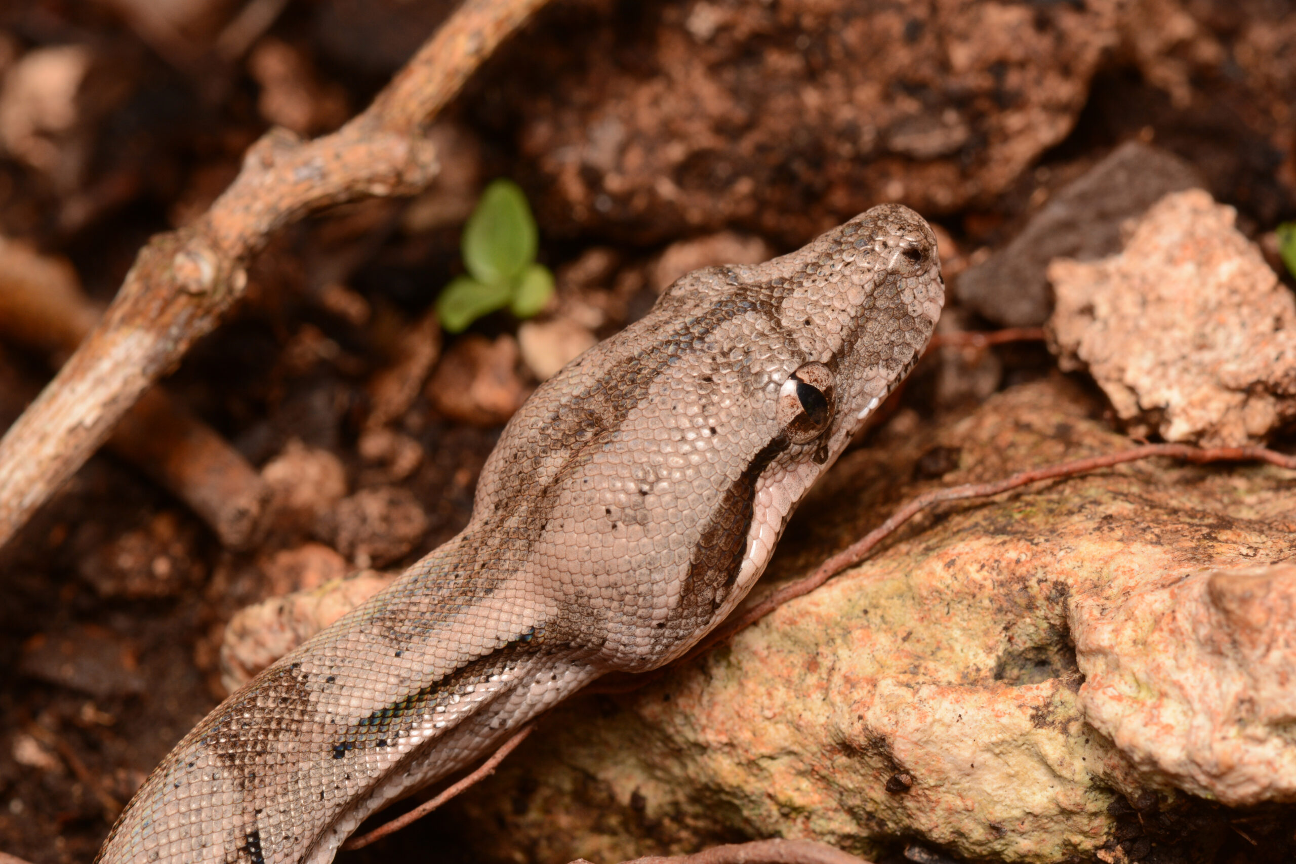 Definitive Guide To Red-tailed Boa Facts, Habitat, Conservation Status 