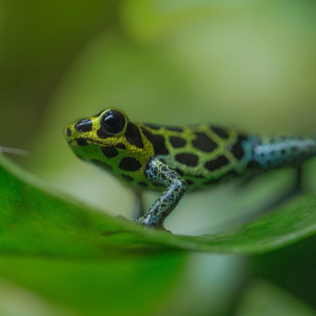Celebrating Frogs With Ribbiting Photos - Zoos - USA - Washington DC ...