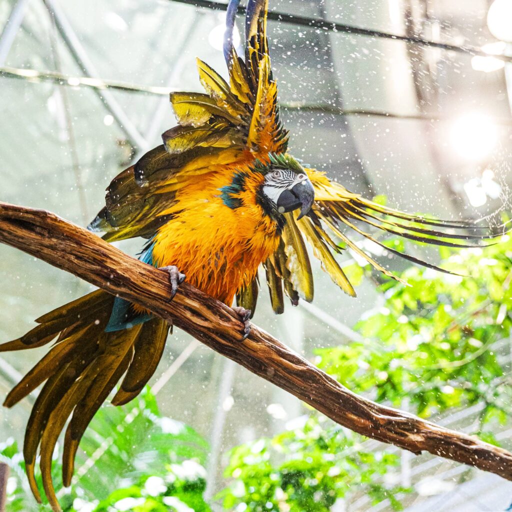 Macaw Environmental Enrichment Ideas photo