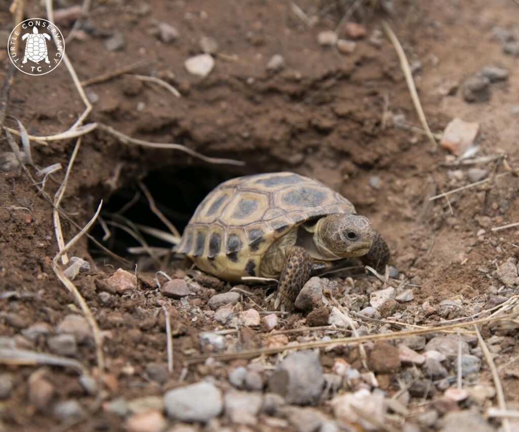 Young Bolson Tortoise Behavior Explained - Turtle Conservancy Zoo Guide