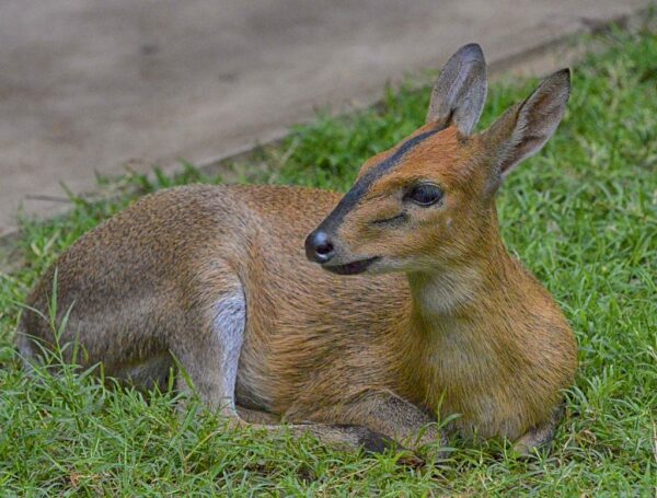 Get To Know The Dik Dik - Zoo Animals Zoo Guide