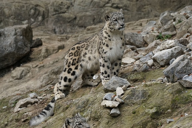 snow leopard, big cat, nature