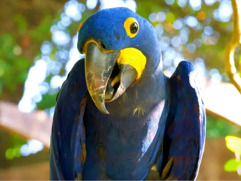 Hyacinth Macaw Explore by Animal
