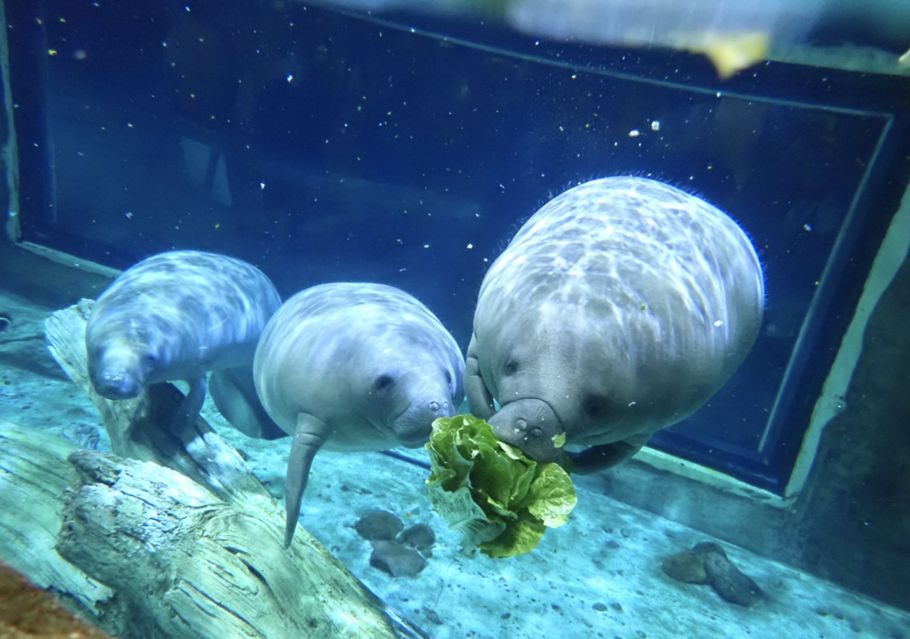 Manatee Day At Cincinnati Zoo & Garden - Zoos - USA - Ohio - Cincinnati ...