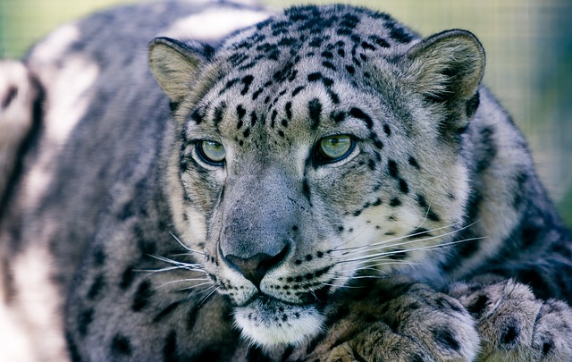 snow leopard, big cat, animal