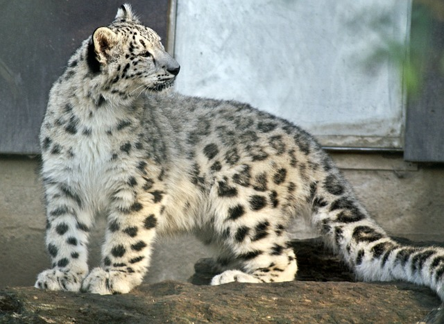 snow leopard, nature, cub