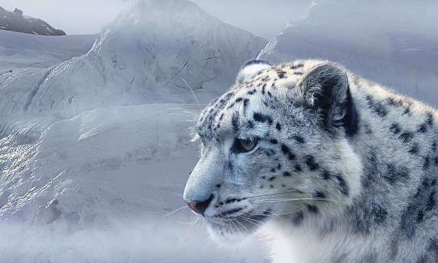 snow leopard, leopard, snow