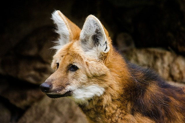 maned wolf, wolf, wild dog